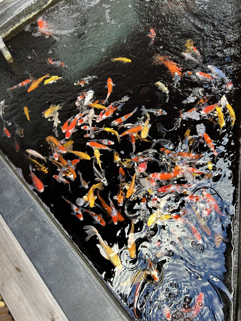 【最終セール・超美品】錦鯉園　徳利 最終セール・超美品】錦鯉園 徳利